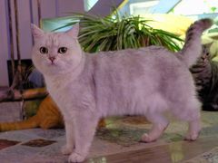 -喵屿·大理花园猫咖