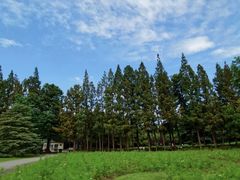 -上海滨江森林公园