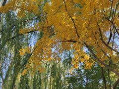 -大兴滨河森林公园