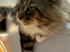 -COLOR PETS 撸猫馆·购猫·猫咖(长风大悦城店)