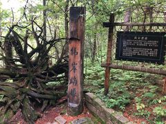 -五营红松林海景区