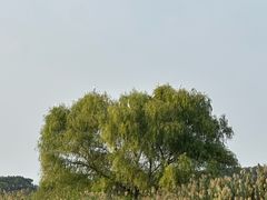 -同里国家湿地公园