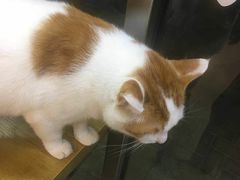 -平行世界·猫咖(首经贸店)