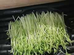有机豆苗-洪氏嗨捞·猪肚鸡火锅(阳光天地店)