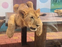 -大连森林动物园