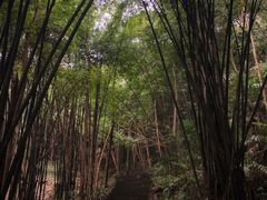 -凤栖山