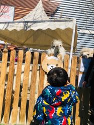 -萌宠亲子动物乐园(槐房万达店)