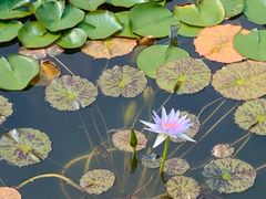 -国家植物园南园