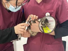 -艾贝尔宠物医院·24H转诊中心·肿瘤猫专科(江宁双龙店)