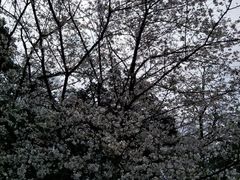 -武汉大学-樱园