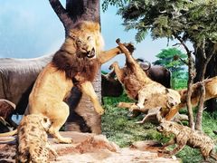 -国家自然博物馆