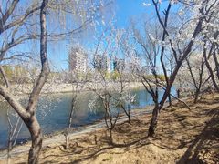 -桃花堤公园
