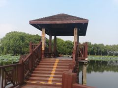 -荷塘月色湿地公园·向阳花洲