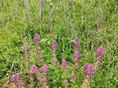 -扁都口生态休闲旅游区