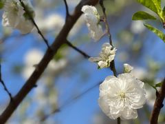 -南国桃园旅游度假区