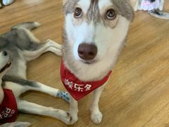 -Husky Go! 哈士奇体验馆·宠物咖啡厅狗咖