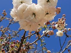 -天适樱花悠乐园