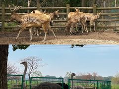 -苏州太湖西山岛开心农场