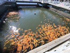 -长春市南湖公园