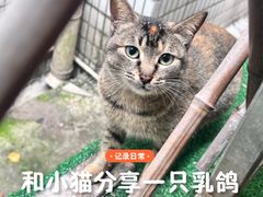 -光明刘冰乳鸽店(光明法政北路店)