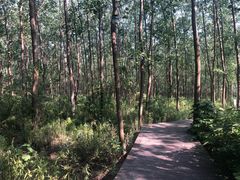 -合肥滨湖国家森林公园