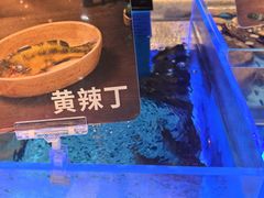 -海底捞火锅(长宁路龙之梦店)