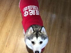 -Husky Go! 哈士奇体验馆·宠物咖啡厅狗咖