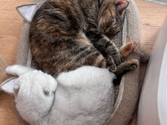 -是阿柴呀！柴犬咖啡·爱喵喵猫咖