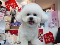 -帕帕拉兹宠物(亚洲旗舰店)