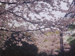 -红房子西菜馆(淮海中路店)