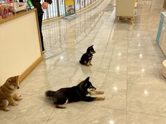 -柴犬小屋·柴餐厅·狗咖食堂(金鼎广场店)