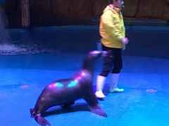 -烟台海昌鲸鲨海洋公园