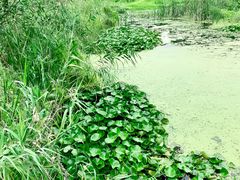 -西湖风景区-江洋畈生态公园