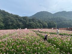 -广州市石门国家森林公园