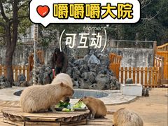 -合肥野生动物园