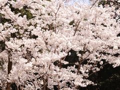 -武汉大学-樱园