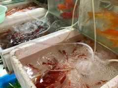 -万商花鸟市场