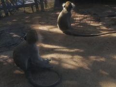 -泉州海丝野生动物世界