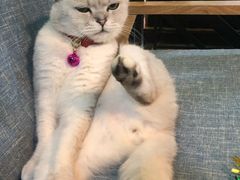 -李小姐の猫咖啡馆(五角场店)