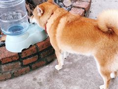 -柴犬高等学院·狗咖·柴犬售卖·宠物训练