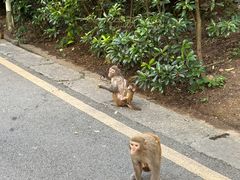 -黔灵山公园