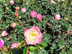 -人民公园(罗湖区)