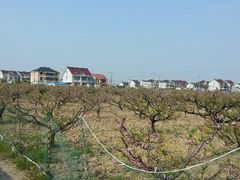 android_upload_pic-南汇桃花村