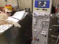 -瑞派天使宠物医院·神经外科·骨科·核磁CT(洛川中路店)