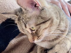 -猫在这儿猫咪咖啡馆·撸猫馆