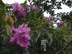 -南宁南湖公园