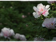 -仙合盛东北铁锅炖(总店)