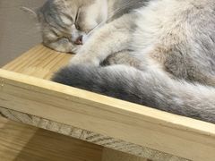 -逗柴咖啡屋·狗咖猫咖宠物桌游
