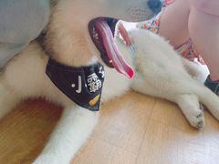 -Husky Go! 哈士奇体验馆·宠物咖啡厅狗咖