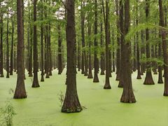 -渌洋湖湿地公园